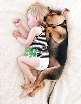 孕婦能養(yǎng)狗嗎？孕婦養(yǎng)狗注意事項