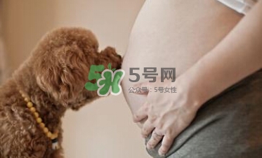 孕婦不能養(yǎng)寵物嗎？為什么孕婦不能養(yǎng)寵物？