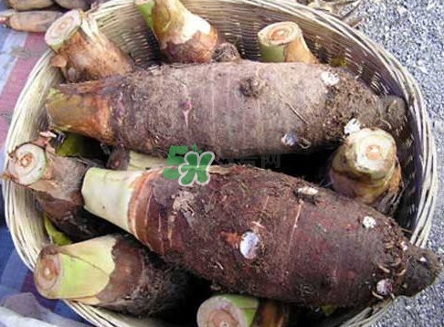 香芋和芋頭是一樣的嗎？香芋和芋頭有什么區(qū)別