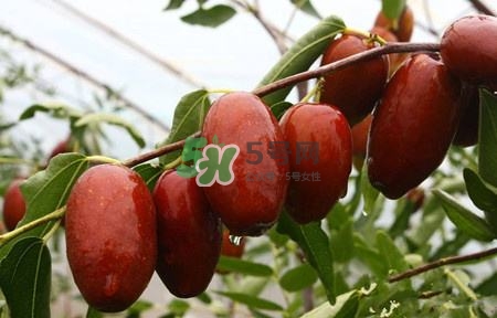 秋季吃什么水果最好？秋季常吃什么水果比較好？