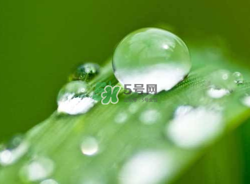 白露可以種什么菜？白露過后能種植什么蔬菜？