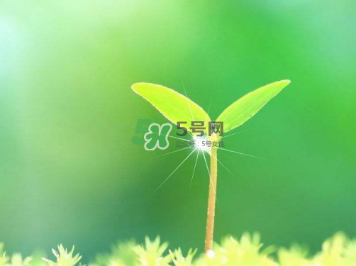 白露可以種什么菜？白露過后能種植什么蔬菜？
