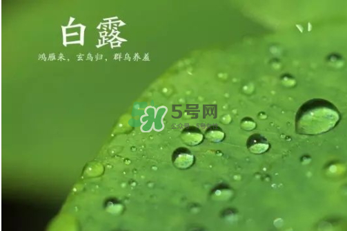 白露可以種什么菜？白露過后能種植什么蔬菜？