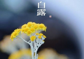 白露可以種什么菜？白露過后能種植什么蔬菜？