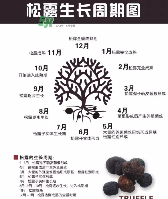 松露是什么樣子的？松露是怎么形成的