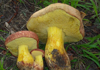 牛肝菌要泡發(fā)多久？牛肝菌怎么清洗