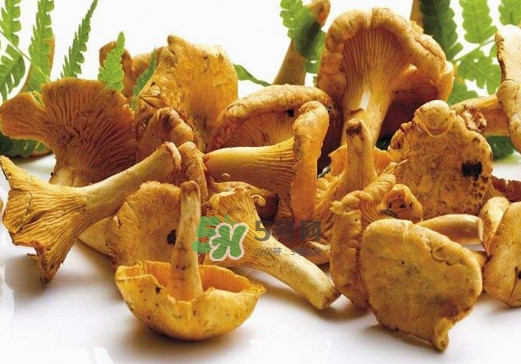 雞油菌怎么做好吃？雞油菌怎么吃