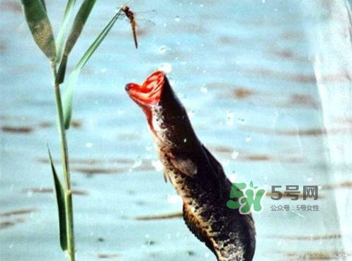 九月份可以釣黑魚嗎？9月份可以釣黑魚嗎？
