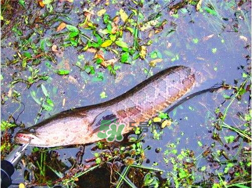 九月份可以釣黑魚嗎？9月份可以釣黑魚嗎？