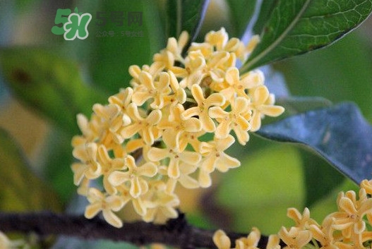 家里為什么不能種桂花？桂花為什么不能栽在家里