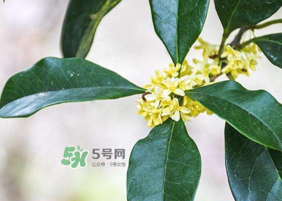 桂花樹種在院子哪里好？桂花樹種在家門口好嗎