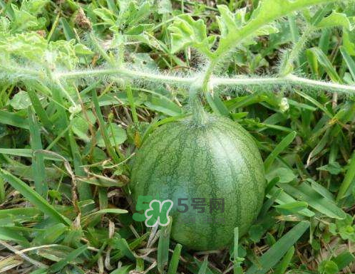9月份可以種西瓜嗎？九月份種西瓜會(huì)結(jié)果嗎？