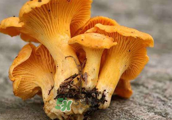 雞油菌怎么清洗？雞油菌要焯水嗎