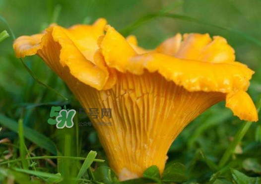 雞油菌孕婦能吃嗎？孕婦可以吃雞油菌嗎