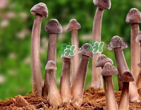 雞樅菌多少錢一斤？干雞樅菌多少錢一斤