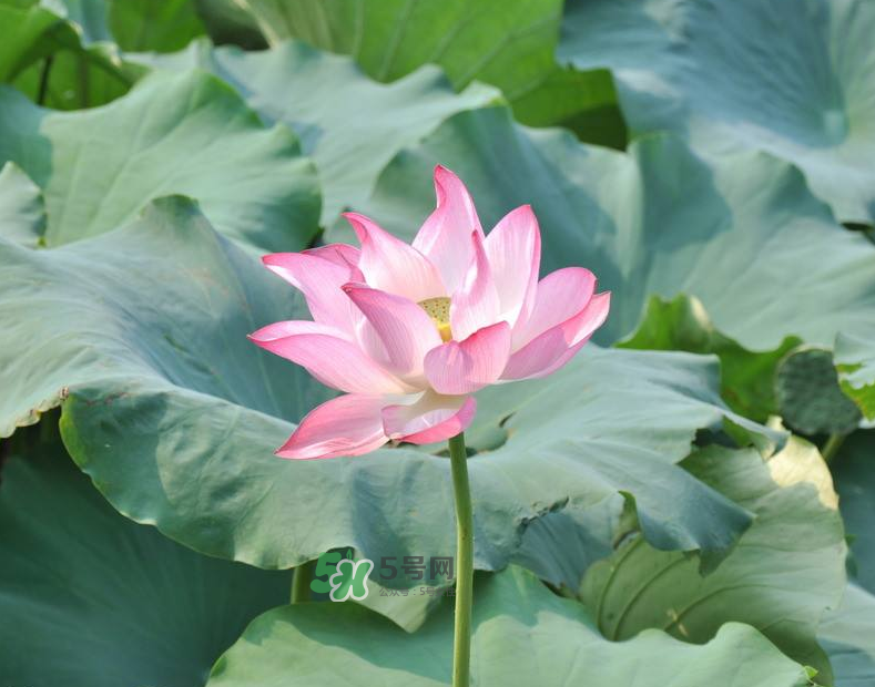 荷花桿可以吃嗎？荷花桿怎么吃？