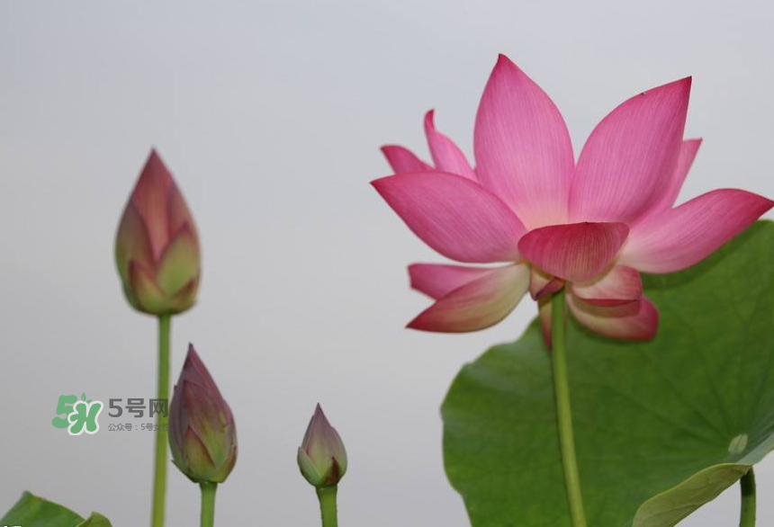 荷花桿可以吃嗎？荷花桿怎么吃？