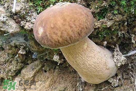 牛肝菌種類有哪些？牛肝菌與什么食物相克