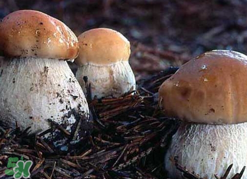 牛肝菌種類有哪些？牛肝菌與什么食物相克