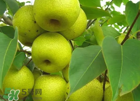 綠寶石梨多少錢一斤？綠寶石梨價(jià)格表