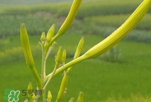 黃花菜是植物的什么部分？黃花菜要去芯嗎？