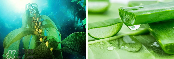 紀皙妍氣墊bb霜怎么樣？紀皙妍氣墊好不好用？