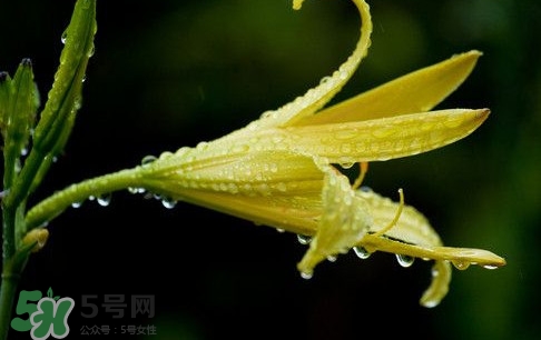 黃花菜什么時候種植？黃花菜什么時候采摘好