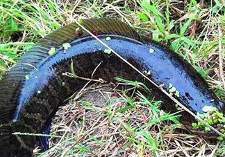 九月份可以釣黑魚嗎？9月份可以釣黑魚嗎？
