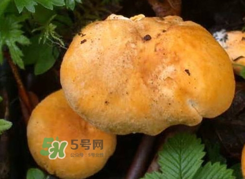 雞油菌是寒性的嗎？雞油菌是發(fā)物嗎