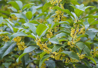 桂花樹種在院子哪里好？桂花樹種在家門口好嗎