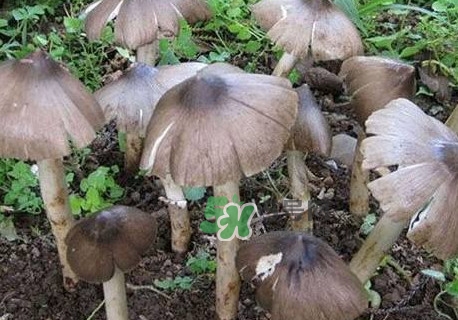 é›žæ¨…èŒä»€ä¹ˆäººä¸èƒ½åƒï¼Ÿé›žæ¨…èŒå“ªäº›äººèƒ½åƒ