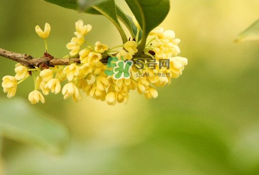 家里為什么不能種桂花？桂花為什么不能栽在家里