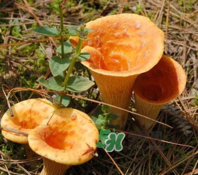 雞油菌怎么做好吃？雞油菌怎么吃