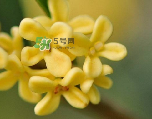 家里為什么不能種桂花？桂花為什么不能栽在家里
