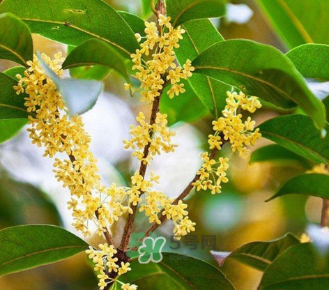 桂花樹種在院子哪里好？桂花樹種在家門口好嗎