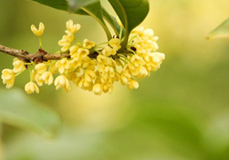 家里為什么不能種桂花？桂花為什么不能栽在家里