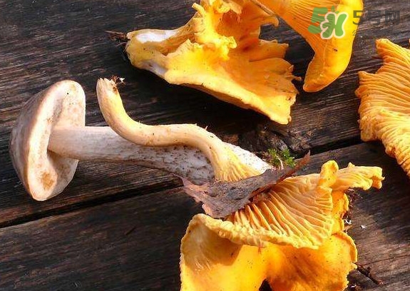 雞油菌什么季節(jié)有？雞油菌什么時(shí)候采摘