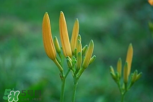 黃花菜什么時候種植？黃花菜什么時候采摘好