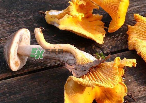 雞油菌是寒性的嗎？雞油菌是發(fā)物嗎