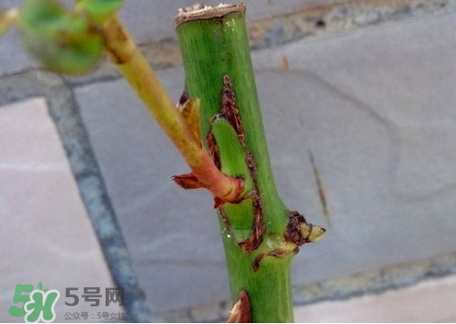 九月份能嫁接樹嗎？九月份怎么嫁接樹？