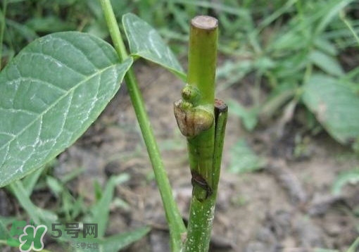 九月份能嫁接樹嗎？九月份怎么嫁接樹？