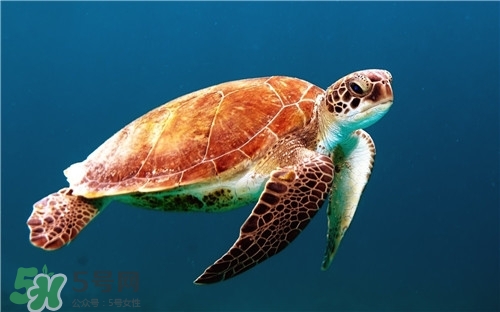 甲魚湯是涼性的嗎？甲魚湯的禁忌人群