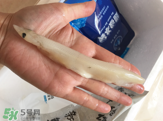 大銀魚多少錢一斤？大銀魚怎么洗？