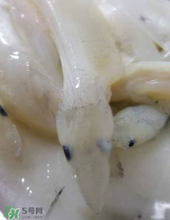 銀魚怎么保存？銀魚可以放在冰箱冷凍保存嗎？