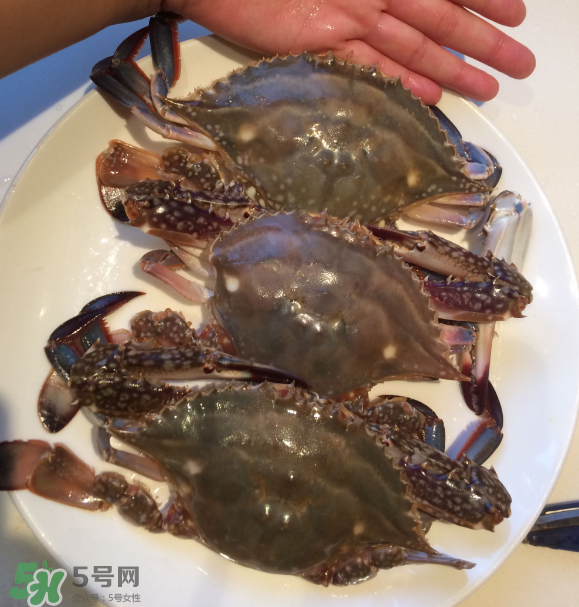 梭子蟹是海里的嗎？梭子蟹是螃蟹嗎？