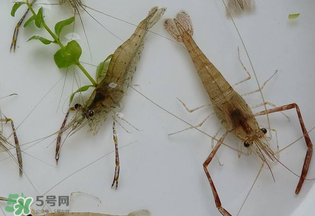 河蝦是發(fā)物嗎？河蝦是不是發(fā)物？