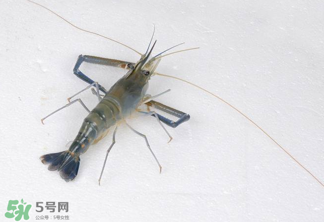 河蝦是酸性還是堿性？河蝦是涼性還是熱性？