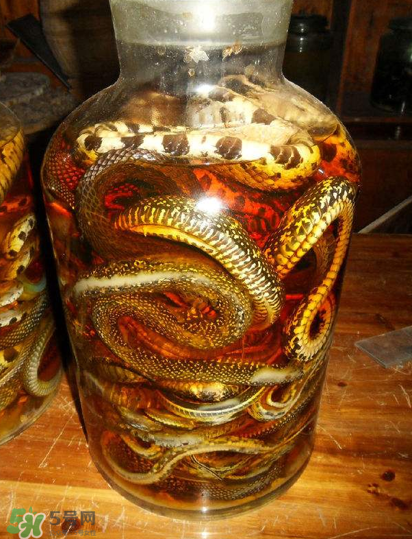 毒蛇泡酒多久才能喝？毒蛇泡酒多久才會(huì)死？