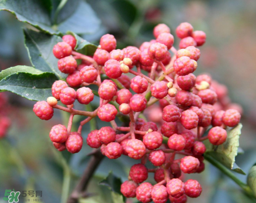 花椒泡腳能治白發(fā)嗎？花椒泡腳白發(fā)能轉(zhuǎn)黑嗎？