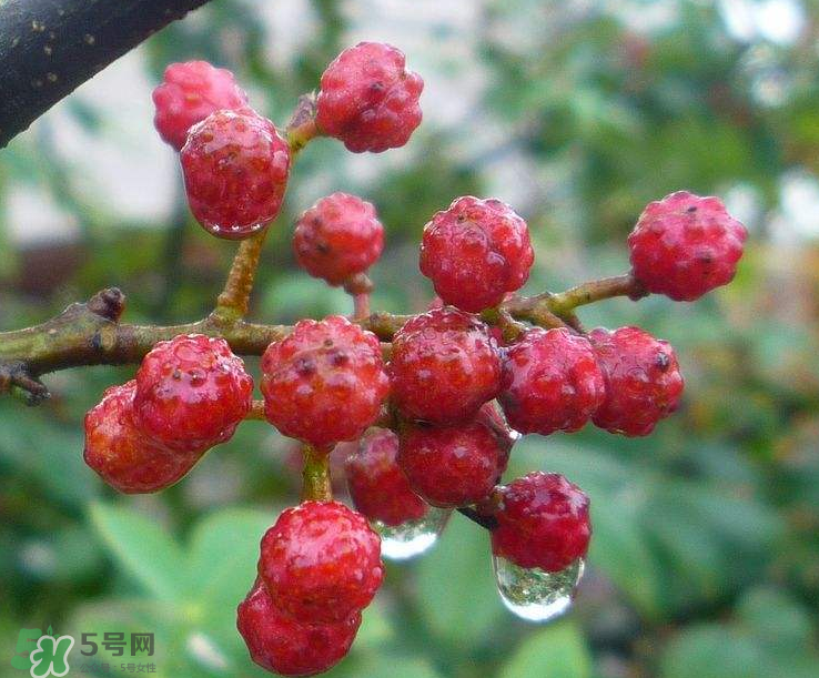 花椒泡腳能祛濕嗎？怎樣用花椒去濕去寒？